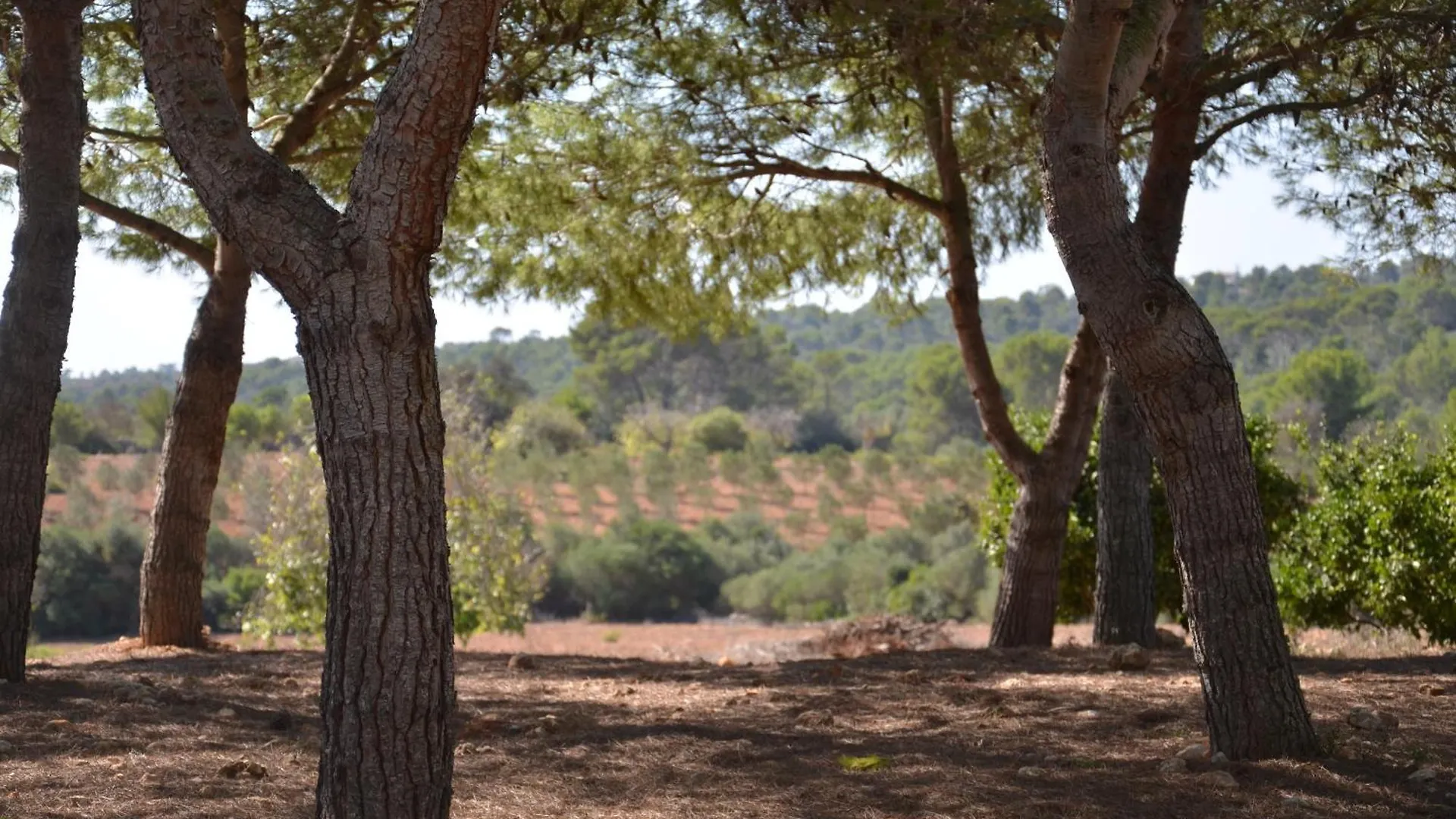 Finca Son Blat Porto Cristo Villa